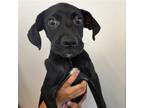 Adopt Bob a Mixed Breed (Medium) / Mixed dog in Rancho Santa Fe, CA (38856914)