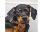 Adopt Louise a Mixed Breed (Medium) / Mixed dog in Rancho Santa Fe