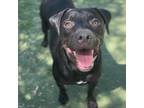 Adopt Monet a Black Labrador Retriever / Mixed dog in El Paso, TX (38740438)