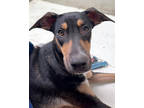 Adopt Calypso a Black Doberman Pinscher / Mixed dog in Victoria, TX (38855060)