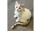 Adopt Twinkie a Calico or Dilute Calico Calico (short coat) cat in Southern