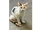 Adopt Pebbles a Calico or Dilute Calico Calico (short coat) cat in Southern