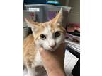 Adopt Pete a Orange or Red Domestic Shorthair / Domestic Shorthair / Mixed cat