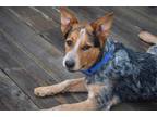 Adopt Krista Lee a Gray/Silver/Salt & Pepper - with Black Australian Cattle Dog