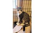 Adopt Gail a Domestic Shorthair / Mixed (short coat) cat in Sprakers