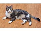 Adopt Gail a Domestic Shorthair / Mixed (short coat) cat in Sprakers