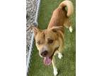 Adopt Peanut a Brown/Chocolate American Pit Bull Terrier / Husky / Mixed dog in