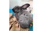 Adopt Chloe a Black Other/Unknown / Mixed rabbit in Augusta, ME (38856923)