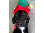 Adopt Doppler a Black Doberman Pinscher / Mixed dog in Victoria, TX (38855056)
