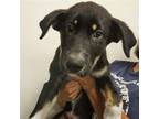 Adopt Magic a Mixed Breed (Medium) / Mixed dog in Rancho Santa Fe, CA (38855673)