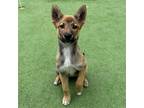 Adopt Claudia a Mixed Breed (Medium) / Mixed dog in Rancho Santa Fe