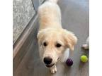 Adopt Aurora a Mixed Breed (Medium) / Mixed dog in Rancho Santa Fe