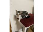 Adopt Aster a Gray or Blue (Mostly) Domestic Shorthair / Mixed (short coat) cat