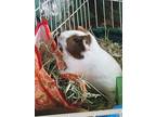 Adopt Toffee a Guinea Pig small animal in Fairfield, PA (38792840)