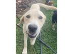 Adopt molly URGENT a Labrador Retriever / Collie / Mixed dog in Scottsboro