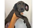 Adopt Linda a Mixed Breed (Medium) / Mixed dog in Rancho Santa Fe, CA (38855674)