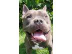 Adopt Rhino a Gray/Blue/Silver/Salt & Pepper Mixed Breed (Large) / Mixed dog in