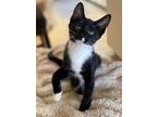 Adopt Oreo Cookie a Black & White or Tuxedo Domestic Shorthair / Mixed (short