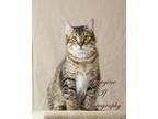 Adopt Bandit/Sam a Brown Tabby Domestic Mediumhair / Mixed (medium coat) cat in