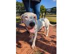 Adopt Paloma a White Dogo Argentino / Mixed dog in Gulfport, MS (38855477)
