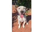 Adopt Mara a White Dogo Argentino / Mixed dog in Gulfport, MS (38855476)