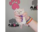 Adopt Ratunzel a Rat