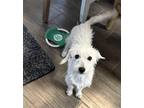 Adopt Holmes a Terrier (Unknown Type, Medium) / Mixed dog in Dallas