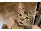 Adopt Heidi a Brown Tabby Domestic Shorthair / Mixed cat in New York