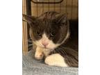 Adopt Wimpy a Gray or Blue Domestic Shorthair / Domestic Shorthair / Mixed cat