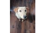 Adopt Murphy a Tan/Yellow/Fawn Labrador Retriever / Mixed dog in Romeoville