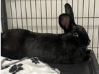 Adopt Astro a Black American / Lionhead / Mixed rabbit in Norfolk, VA (38854219)