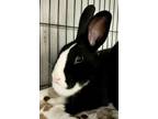 Adopt Goofy a Black American / Lionhead / Mixed rabbit in Norfolk, VA (38854216)