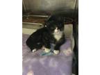 Adopt Sparkler a Black & White or Tuxedo Domestic Shorthair / Mixed (short coat)