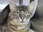 Adopt Elon a Gray or Blue Domestic Shorthair / Mixed cat in Millersville