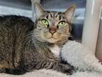 Adopt Izzy a Domestic Shorthair / Mixed cat in Millersville, MD (38853831)