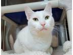 Adopt Loki a White Domestic Shorthair / Mixed cat in Millersville, MD (38853828)