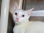 Adopt Meowser a Cream or Ivory (Mostly) Domestic Shorthair / Mixed cat in