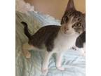 Adopt Toby a Domestic Shorthair / Mixed (short coat) cat in Tool, TX (38847301)