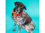 Adopt Graham a Black Australian Cattle Dog / German Shepherd Dog / Mixed dog in