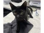 Adopt Ulan a Domestic Shorthair / Mixed cat in Escondido, CA (38840104)