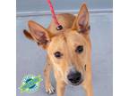 Adopt Daisy a Tan/Yellow/Fawn Mixed Breed (Medium) / Mixed dog in Las Cruces
