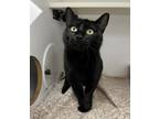 Adopt Dahlia a Domestic Shorthair / Mixed cat in Silverdale, WA (38814790)