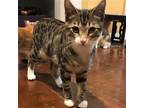 Adopt Bunny (SG) a Brown Tabby Domestic Shorthair / Mixed (short coat) cat in