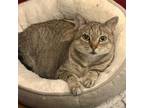 Adopt Sadie (SG) a Brown Tabby Abyssinian / Mixed (short coat) cat in Napa