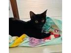 Adopt Boo a All Black Domestic Shorthair / Mixed cat in Austin, TX (38641898)