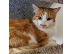 Adopt Johnnie Lee a Orange or Red Domestic Mediumhair / Mixed cat in Lander