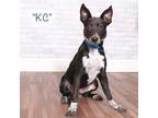 Adopt Kc a Black Shepherd (Unknown Type) / Mixed dog in Montgomery