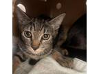 Adopt Cath a All Black Domestic Shorthair / Mixed cat in Spokane, WA (38852321)