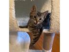 Adopt Reba #purr-queen a Brown Tabby Domestic Shorthair / Mixed (short coat) cat