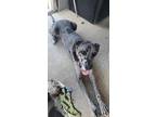 Adopt Dontae a Great Dane / Mixed dog in Bullard, TX (38852154)